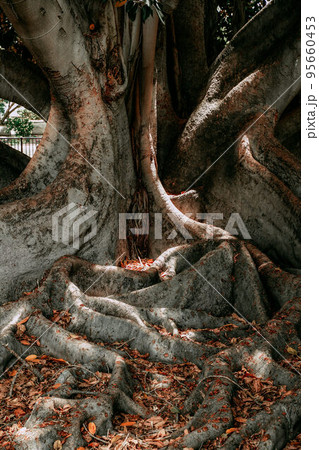 Magic autumn tree 95660453