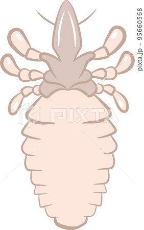 Lice Lice 95660568