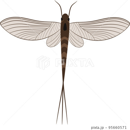 Mayfly 95660571