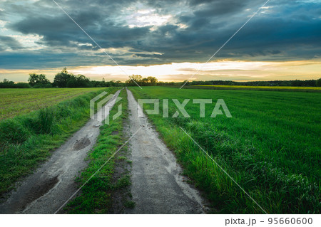 Long dirt road through fields and evening clouds on the sky 95660600