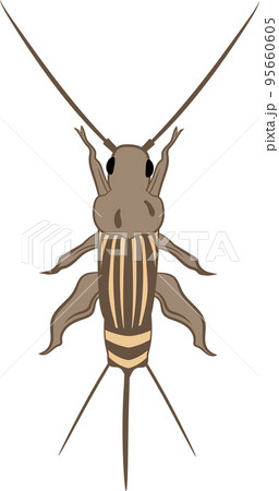 Cricket 95660605