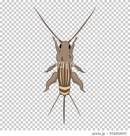 Cricket 95660605