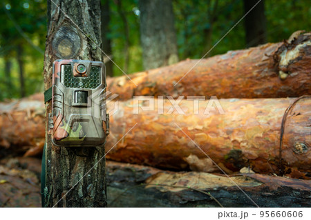 Camera trap attached in the forest, woods monitoring 95660606