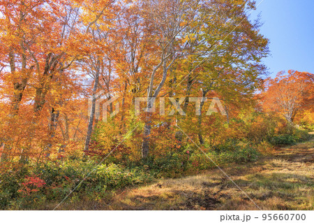 秋の野沢温泉紅葉見頃な長坂ゴンドラからの眺望 95660700