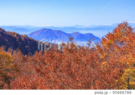 秋の野沢温泉紅葉見頃な長坂ゴンドラからの眺望 95660766
