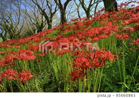 埼玉県吉見町のさくら堤公園に咲くヒガンバナ 埼玉県吉見町のさくら堤公園に咲くヒガンバナ 95660863