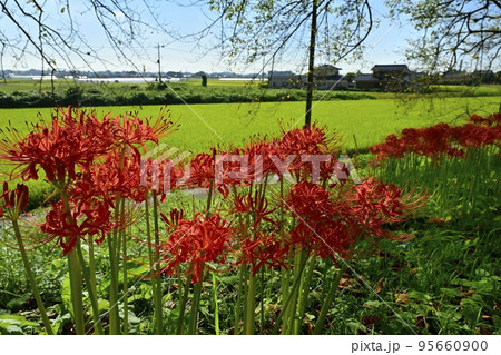 埼玉県吉見町のさくら堤公園に咲くヒガンバナに田んぼ 95660900