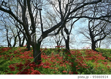 埼玉県吉見町のさくら堤公園に咲くヒガンバナ 埼玉県吉見町のさくら堤公園に咲くヒガンバナ 95660914