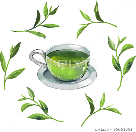緑茶と茶葉  水彩風ベクターイラストセット 95661053