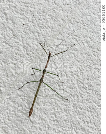 緑色エダナナフシのオス 95661130