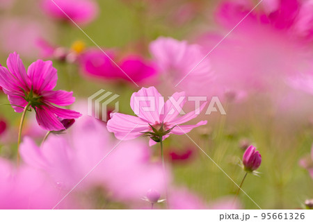 秋の気配　コスモス畑 95661326