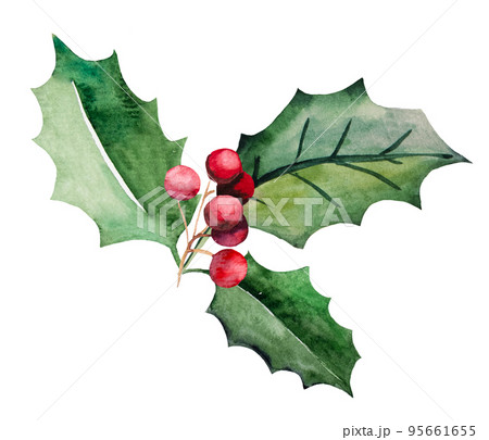 Christmas watercolor holly berry green leaves and red berries. Holidays design Illustration 95661655