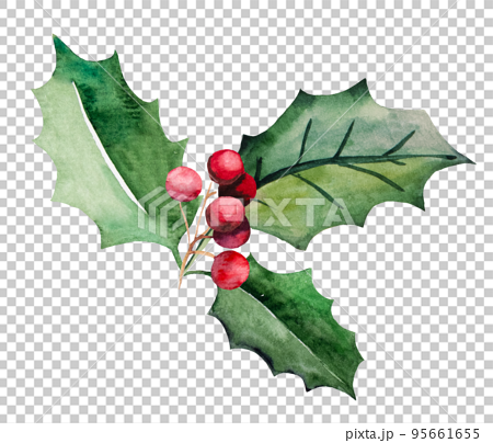 Christmas watercolor holly berry green leaves and red berries. Holidays design Illustration 95661655