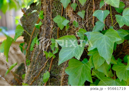 ツタの絡まる幹 95661719
