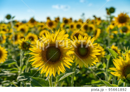 Sunflower flower on agriculture field, growing sunflower for production. 95661892