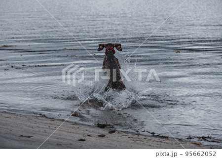Dog playing in water at sea beach on winter day Dog playing in water at sea beach on winter day 95662052