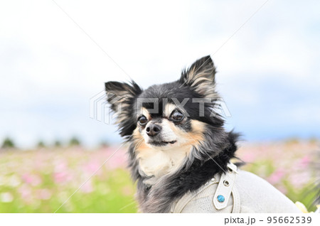 コスモスをバックに笑顔の可愛いチワワ コスモスをバックに笑顔の可愛いチワワ 95662539