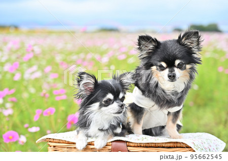 コスモス畑で仲良しチワワのヒソヒソ話 コスモス畑で仲良しチワワのヒソヒソ話 95662545