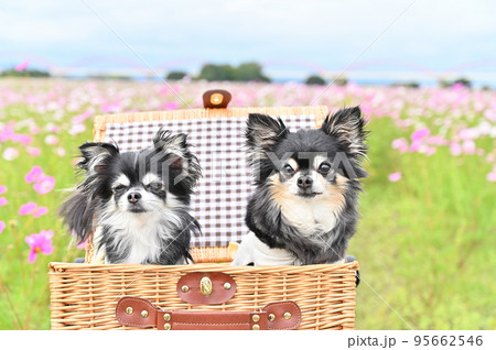 コスモス畑でバスケットに入ってリラックスする2匹の仲良しチワワ 95662546