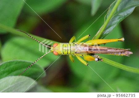 British isles grasshopper dorsal view, Omocestus viridulus, Mumbai, Maharashtra, India British isles grasshopper dorsal view, Omocestus viridulus, Mumbai, Maharashtra, India 95662735