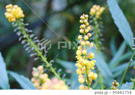 秋の公園の花壇に咲く黄色のホソバヒイラギナンテンの花 95662758