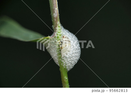 Nymphal form of spittlebug encased in foam for protection and moisture, prosapia species side view , Satara, Maharashtra, India Nymphal form of spittlebug encased in foam for protection and moisture, prosapia species side view , Satara, Maharashtra, India 95662813
