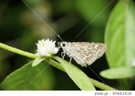 Small swift butterfly, Pelopidas mathias, Satara, Maharashtra, India Small swift butterfly, Pelopidas mathias, Satara, Maharashtra, India 95662816
