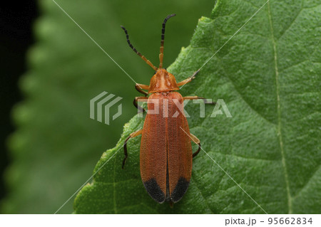 Firefly species, Satara, Maharashtra, India 95662834