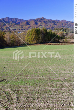 秋の北海道厚沢部町で芽を出してきた秋まき小麦畑の風景を撮影 95662865