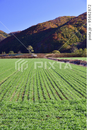 秋の北海道厚沢部町で芽を出してきた秋まき小麦畑の風景を撮影 95662872