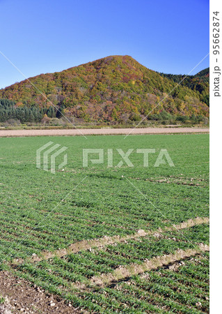 秋の北海道厚沢部町で芽を出してきた秋まき小麦畑の風景を撮影 95662874