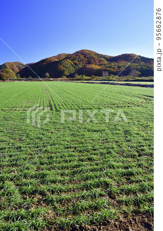 秋の北海道厚沢部町で芽を出してきた秋まき小麦畑の風景を撮影 95662876