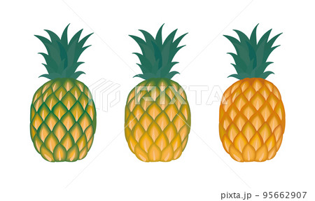パイナップルの熟度表 パイナップルの熟度表 95662907