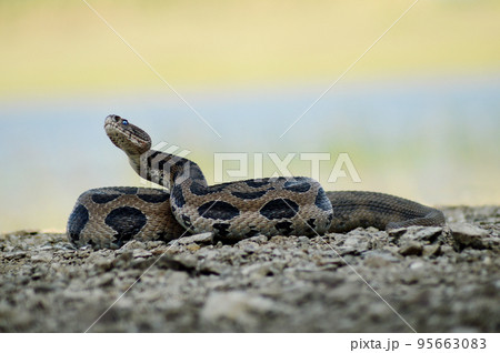Russell Viper, Daboia russelii at Satara, Maharashtra, India 95663083