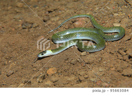 Twin spotted wolf snake, Lycodon jara, North Bengal India Twin spotted wolf snake, Lycodon jara, North Bengal India 95663084