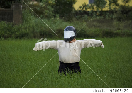 Scare crow with helmet on paddy fields, Mangalore, India 95663420