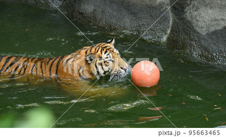 捕球するアムールトラの子 捕球するアムールトラの子 95663465