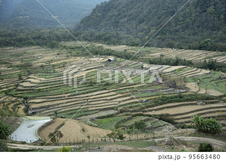 Paddy Field, Nagaland, India 95663480