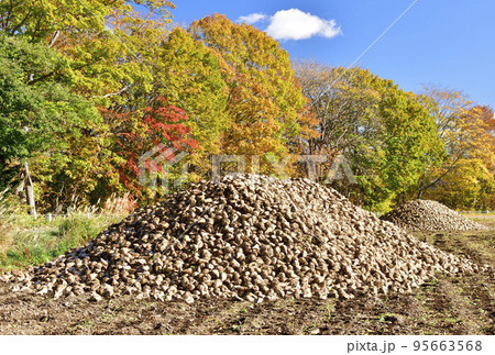 秋の北海道厚沢部町で収穫されたビートの山の風景を撮影 95663568