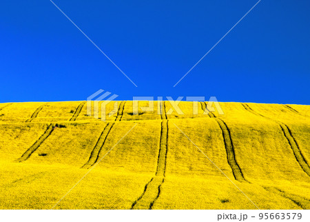 Ukraine flag. Blue sky and yellow filed 95663579
