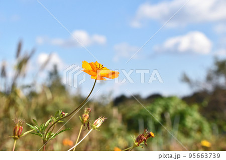 キバナコスモス（黄花秋桜） 95663739