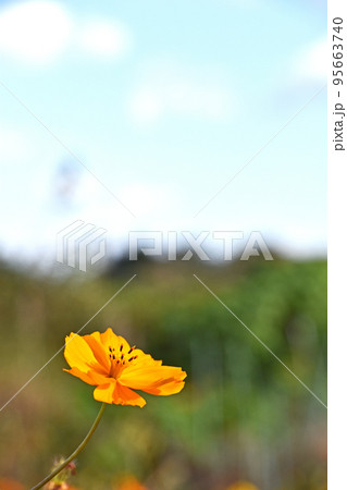 キバナコスモス（黄花秋桜） 95663740