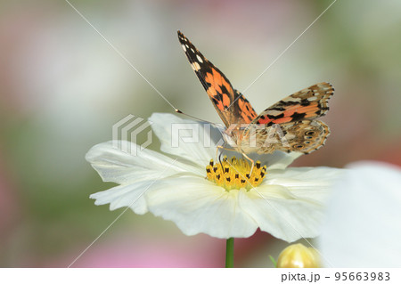 ヒメアカタテハ 95663983