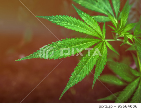 marijuana leaf under red LED light cultivation of cannabis for medical purposes 95664006