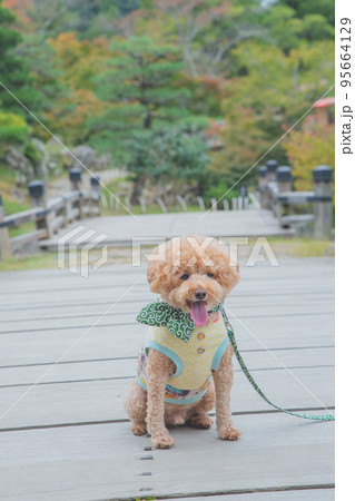 彦根城と犬 彦根城と犬 95664129