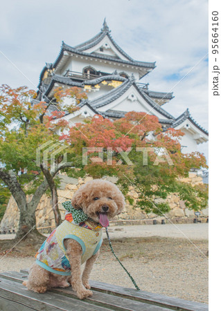 彦根城と犬 彦根城と犬 95664160