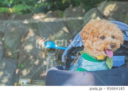 彦根城と犬 彦根城と犬 95664185