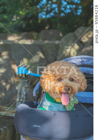 彦根城と犬 彦根城と犬 95664216