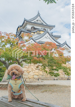 彦根城と犬 彦根城と犬 95664384