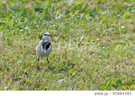 ハクセキレイ 95664385